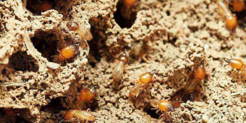 termites