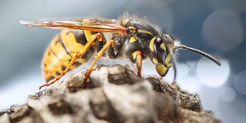 Wasp in Texas