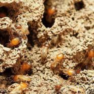 termites