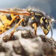 Wasp in Texas