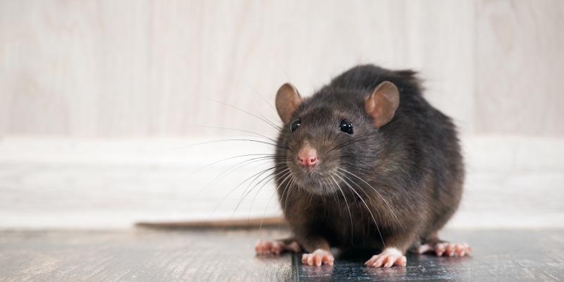 rat standing on the floor