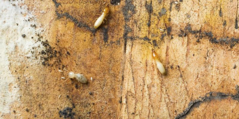 termites crawling on wood