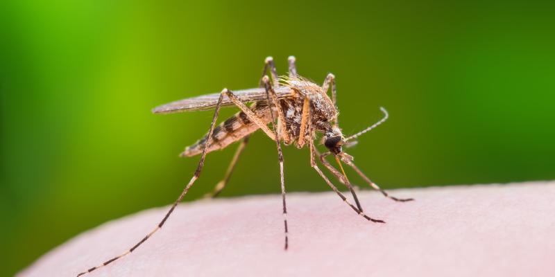 mosquito on green background on skin