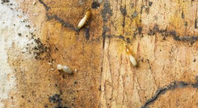 termites crawling on wood