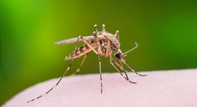 mosquito on green background on skin